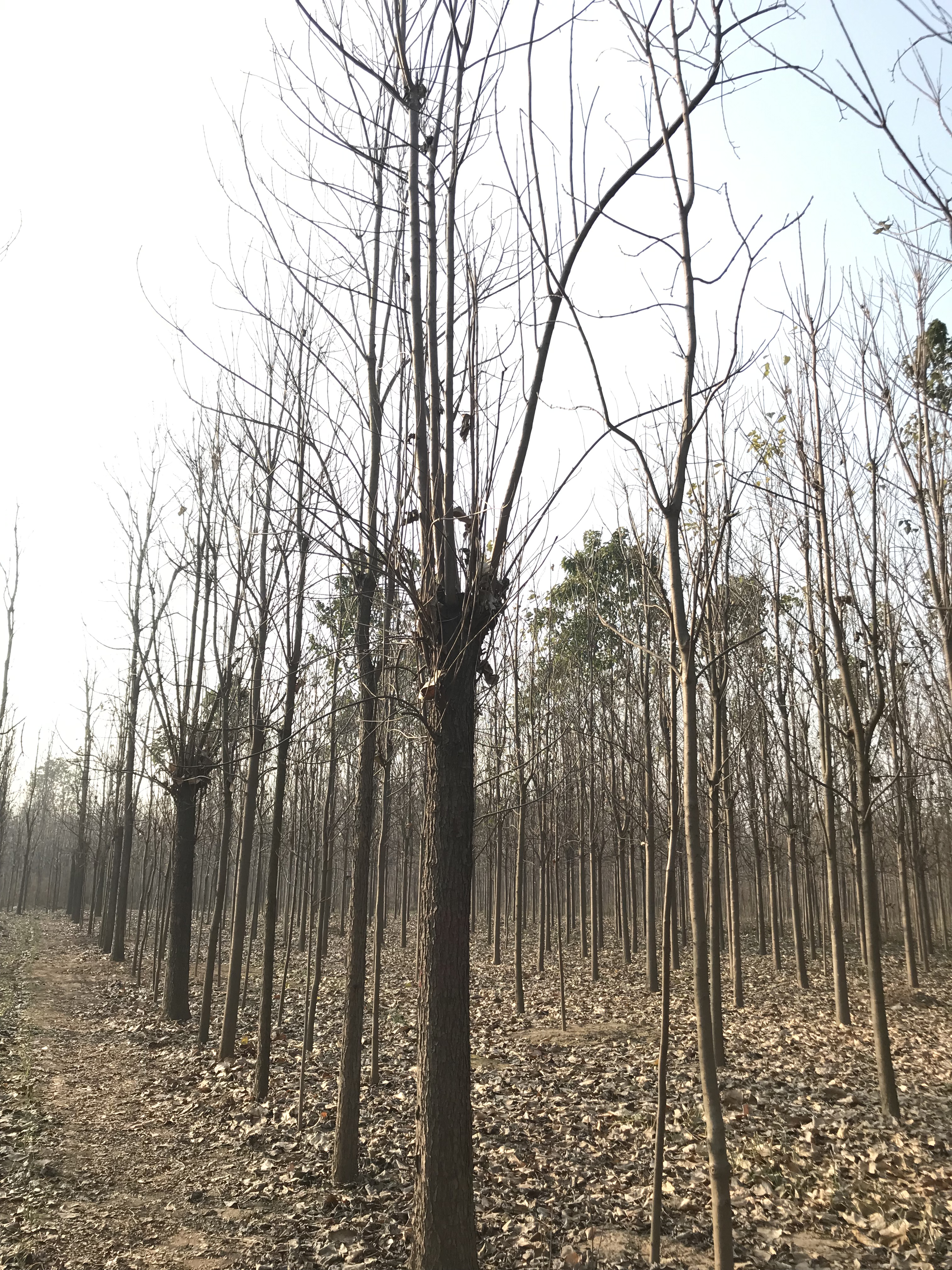 楸樹20-30公分價格，種植基地，批發(fā)價