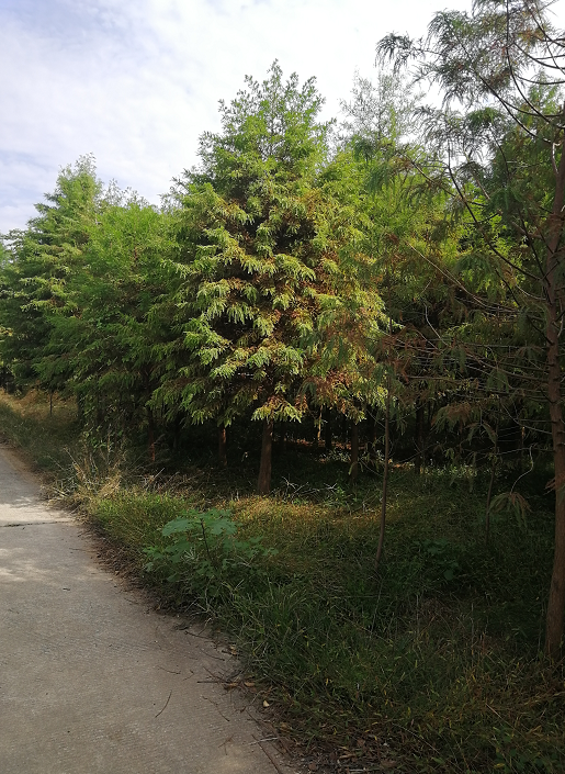 益陽市落羽杉樹基地-批發(fā)-供應(yīng)商-價(jià)格