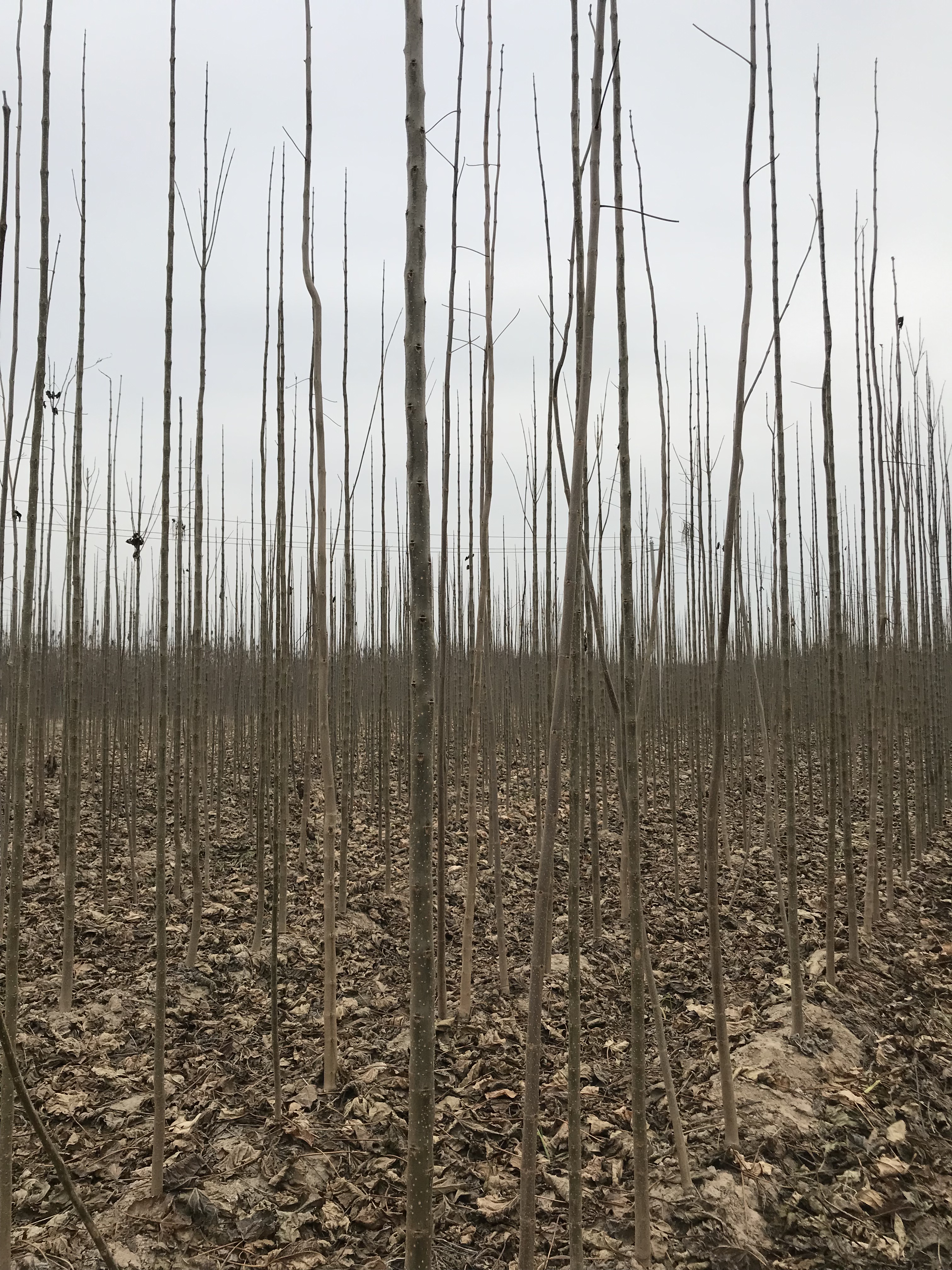 楸樹2-5公分種植基地，批發(fā)價，報價