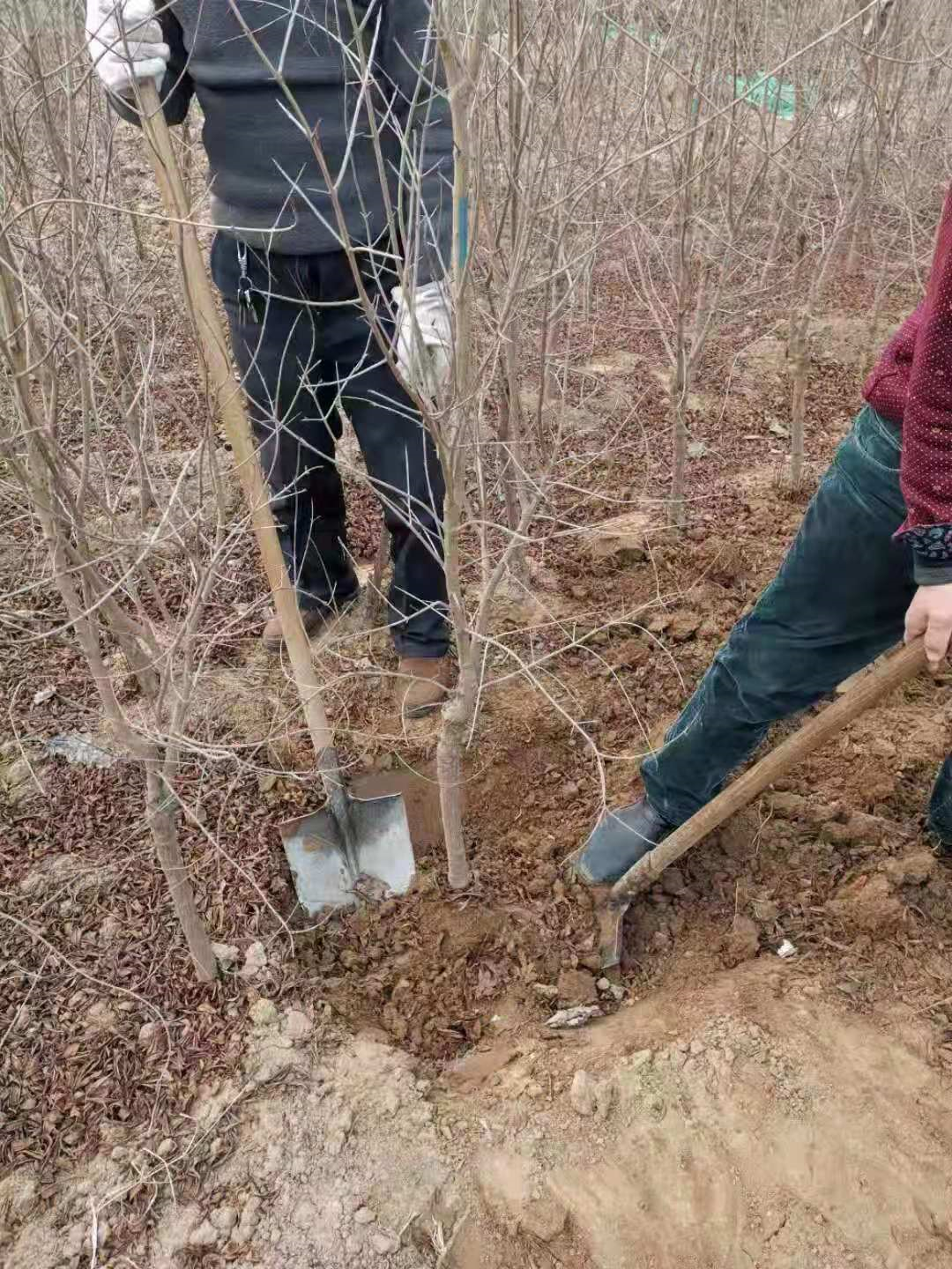 河陰石榴苗供應(yīng) 軟籽石榴樹苗種植基地 石榴樹苗基地批發(fā)