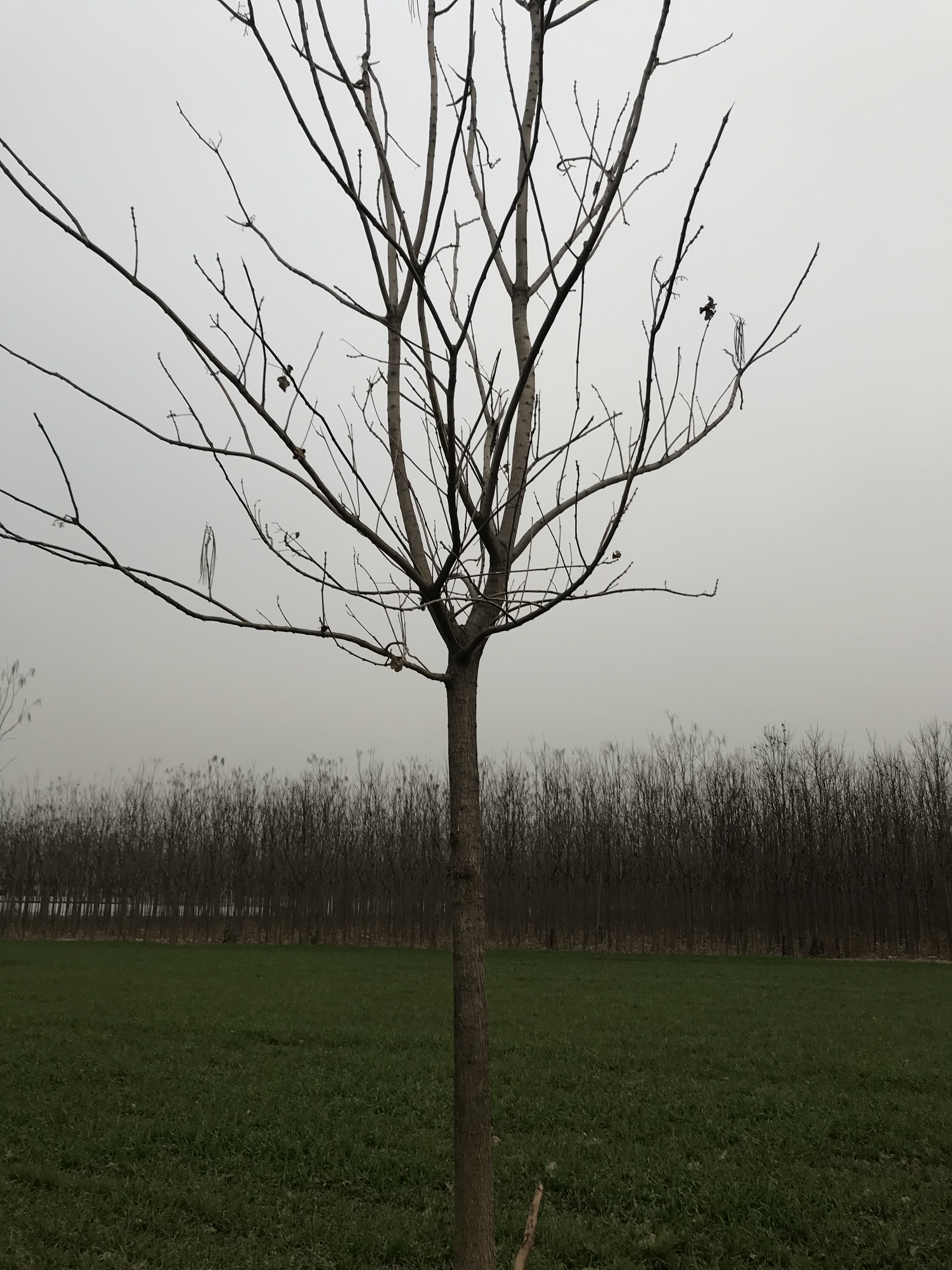 梓樹(shù)種植基地，批發(fā)價(jià)，報(bào)價(jià)