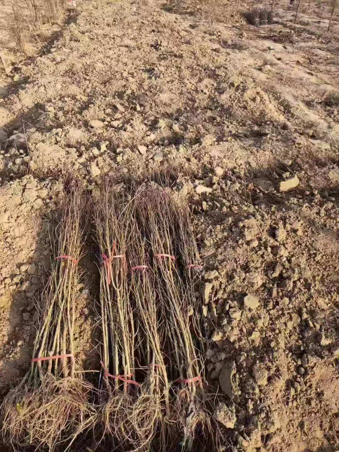 河陰軟籽石榴樹苗 一年石榴樹苗供應(yīng) 河南果苗種植基地直銷
