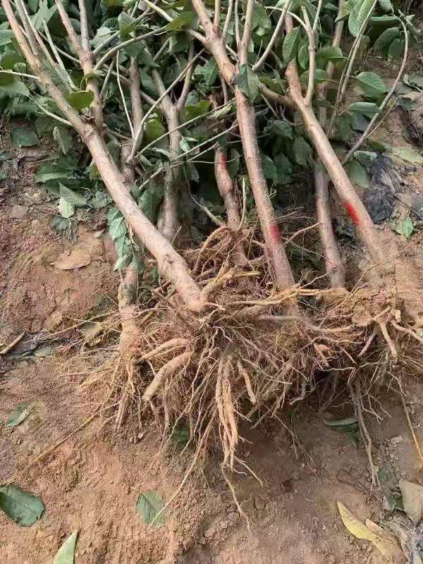 山東泰安櫻桃樹品種苗，櫻桃樹品種苗價格，櫻桃樹品種苗基地，櫻桃樹品種苗批發(fā)