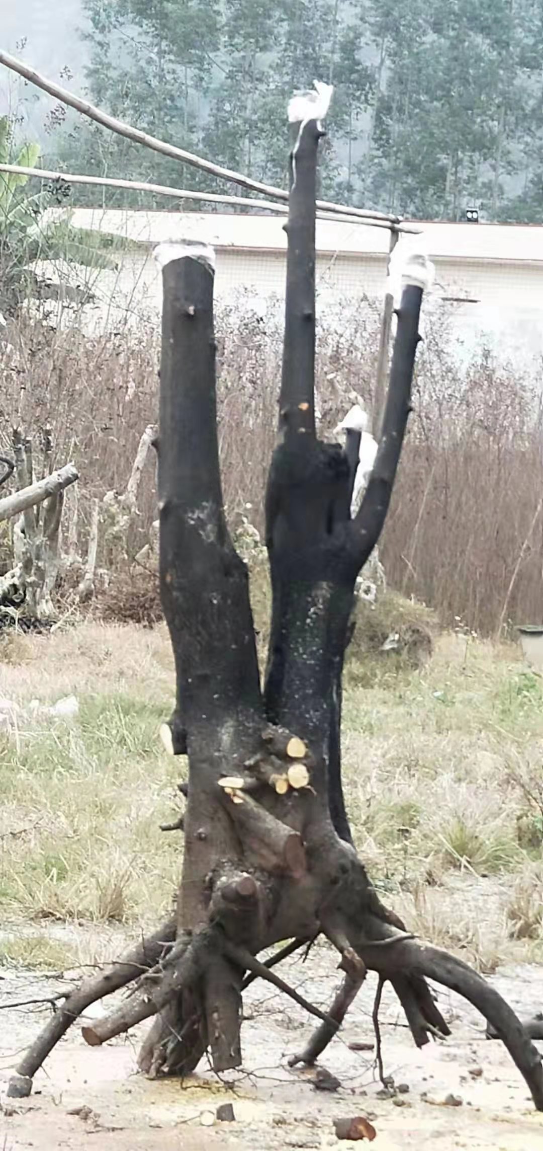 江西金彈子種植基地在哪里電話多少