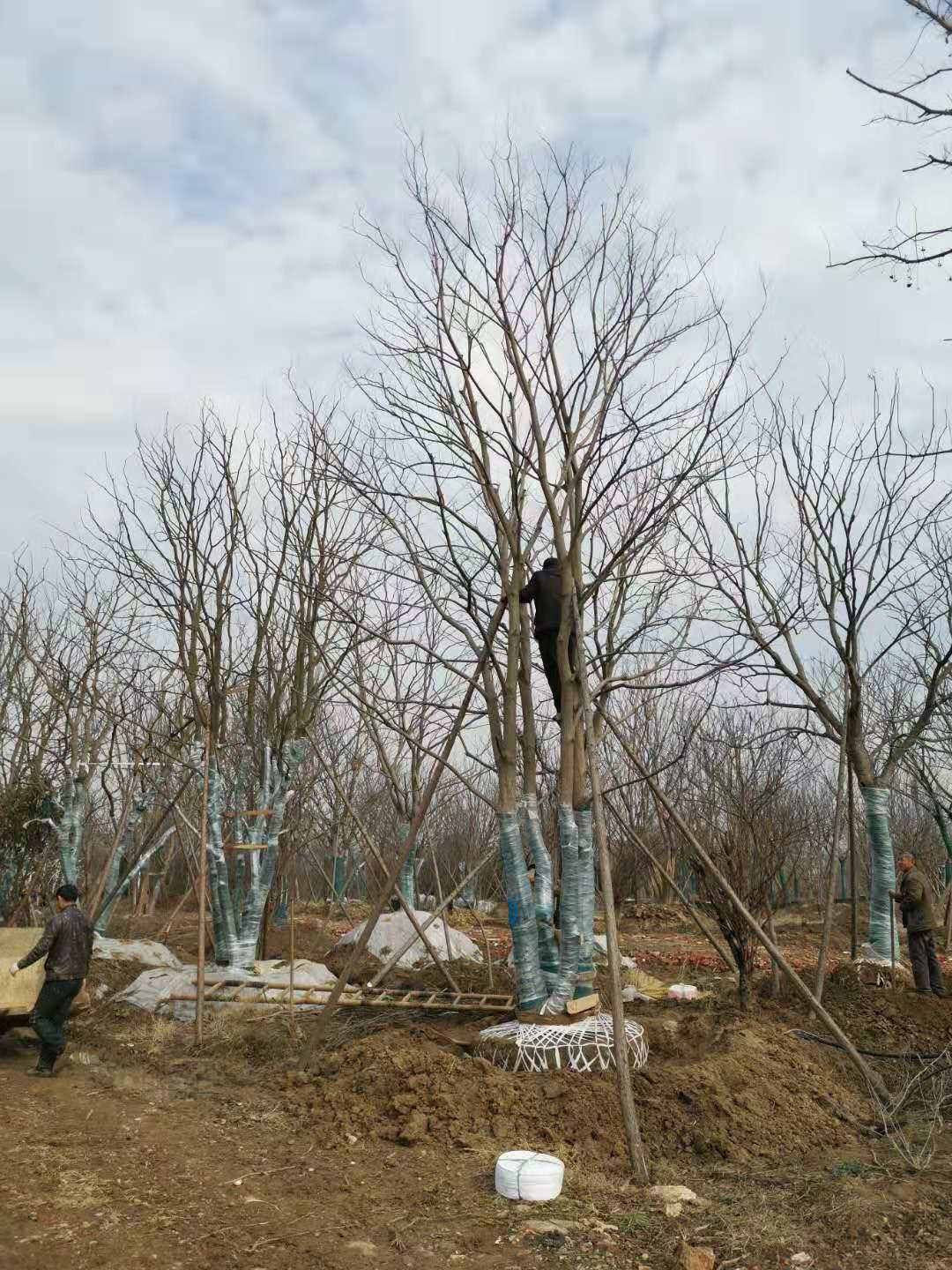 叢生烏桕基地@基地@哪家好@多少錢@現(xiàn)貨