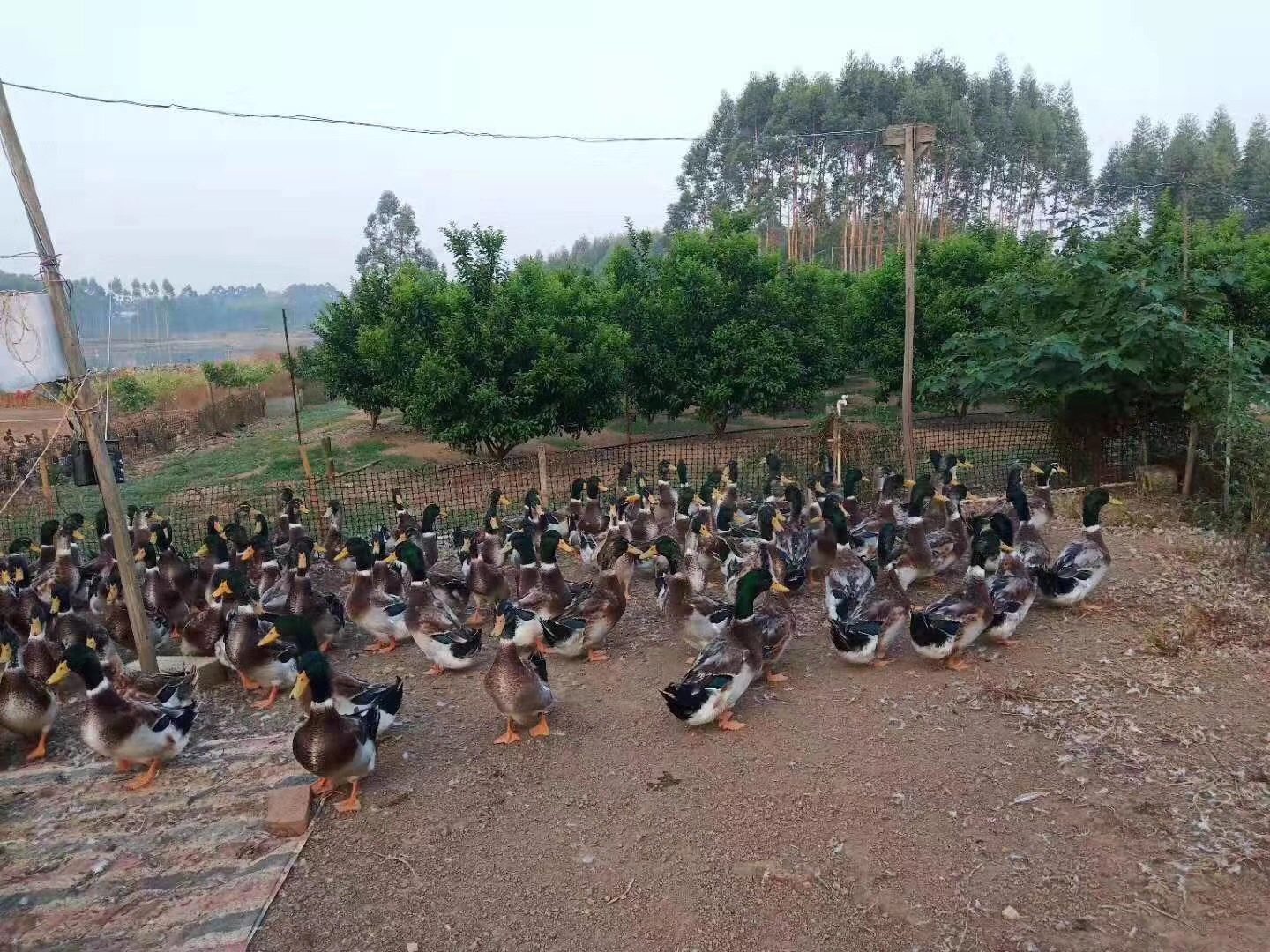 廣西合浦青頭鴨訂購，現(xiàn)貨，價(jià)格，多少錢，供應(yīng)商