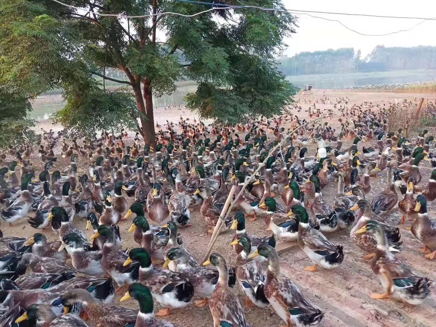 廣西合浦青頭鴨訂購，現(xiàn)貨，價(jià)格，多少錢，供應(yīng)商