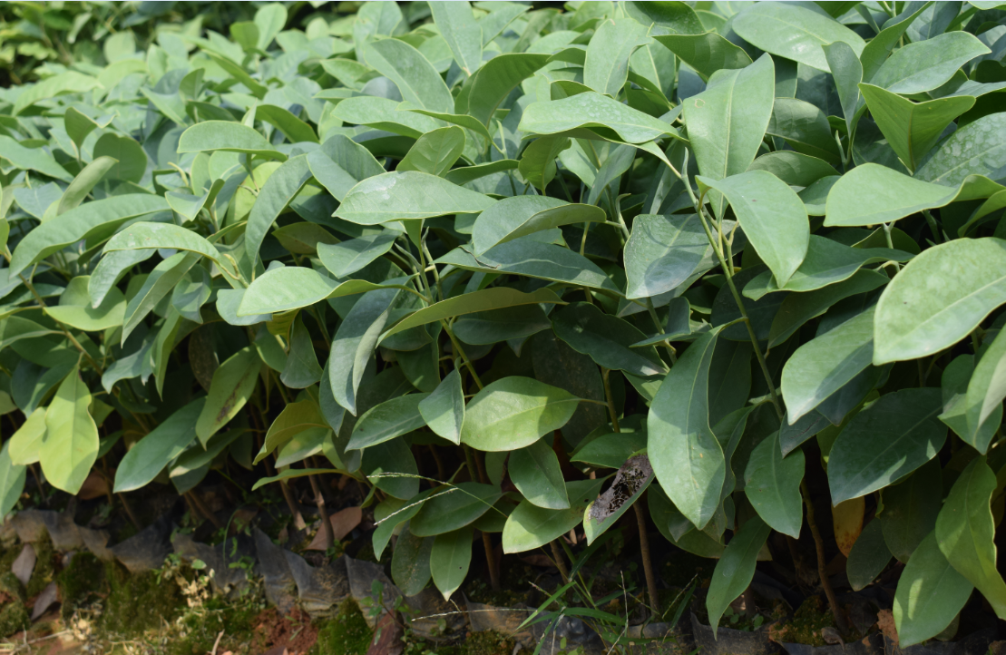 深山含笑苗 深山含笑批發(fā)價格 深山含笑種植基地