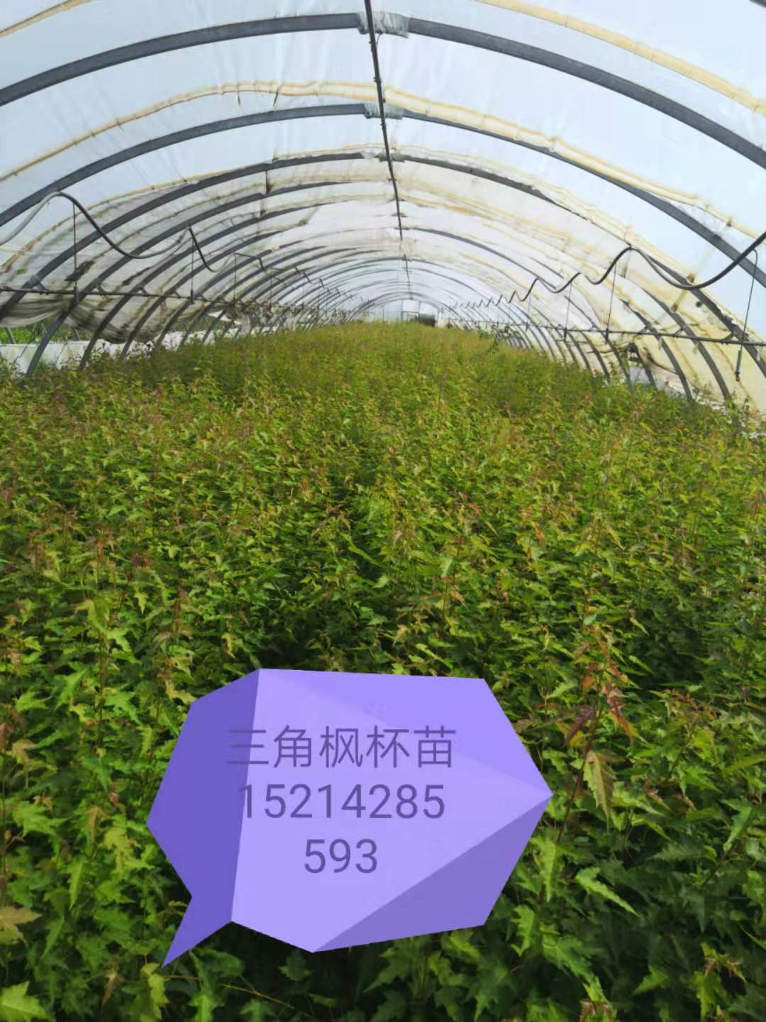 遼寧鐵嶺三角楓杯苗基地批發(fā)價格多少錢 銷往遼寧，吉林，黑龍江，天津，甘肅