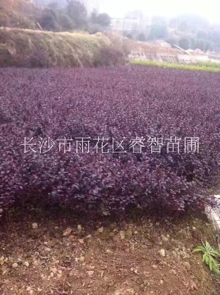 供應(yīng)各種工程小苗批發(fā)報價種植基地 工程小苗紅桎木
