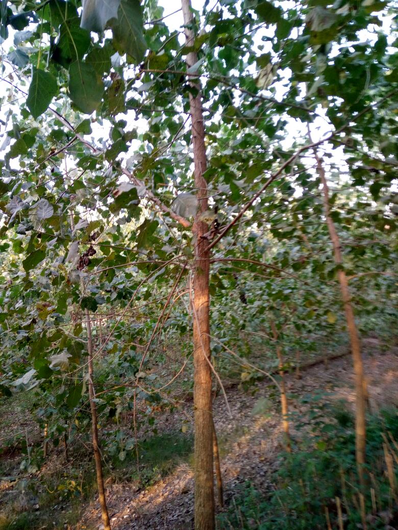 南縣楊樹種植基地-楊樹價(jià)格-銷售