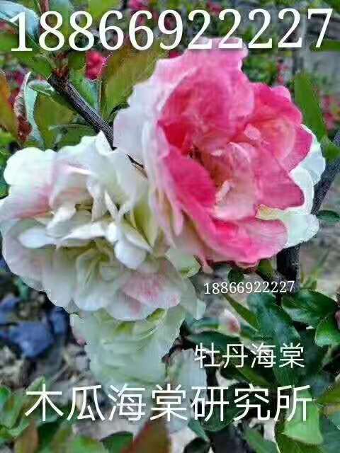 山東木瓜海棠種植基地批發(fā)價格