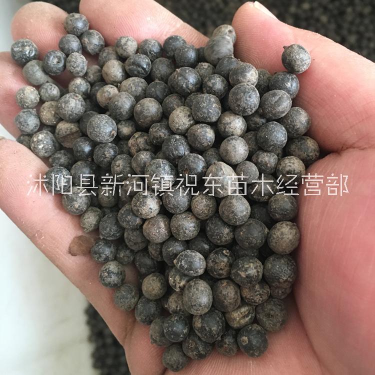黃山欒樹種子價格顏軻種業(yè)供應北京欒種子圖片行道工程園林綠化林木種子