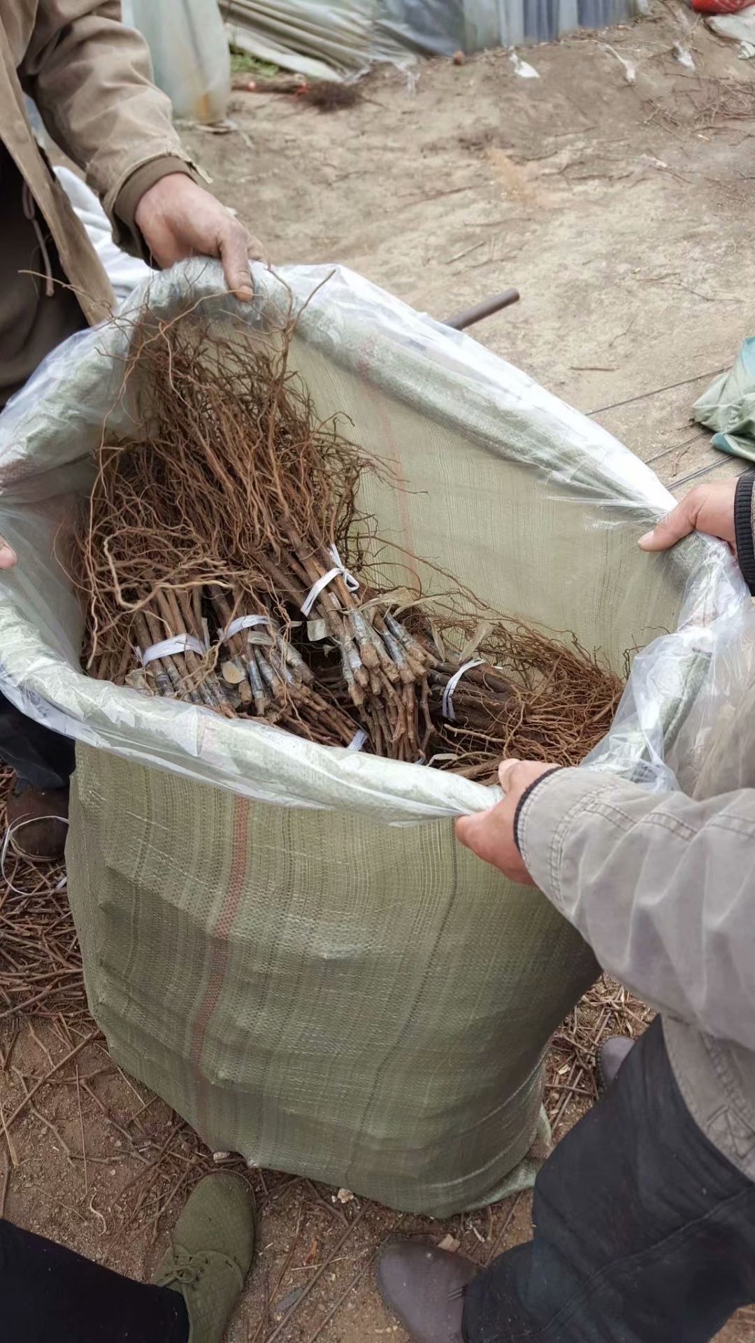 供應(yīng)吉林大量出售夏黑葡萄苗