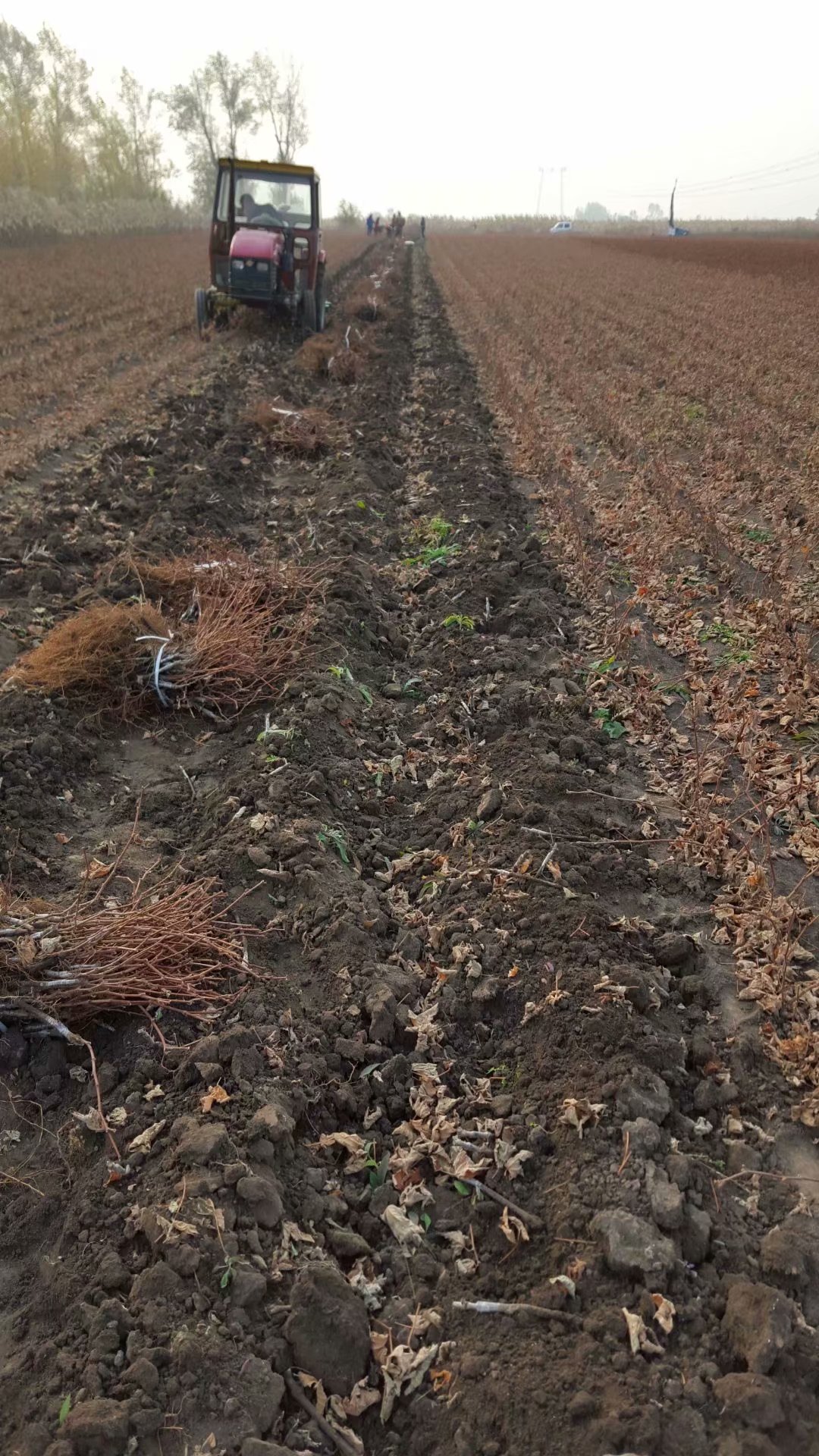 供應(yīng)吉林大量出售夏黑葡萄苗