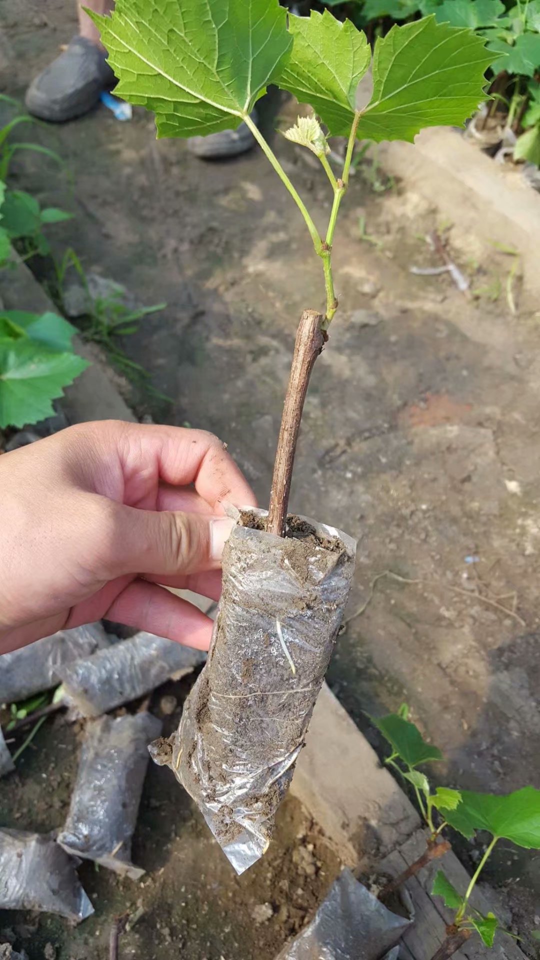 供應(yīng)吉林長春貝達葡萄苗，出售通化貝達苗易成活