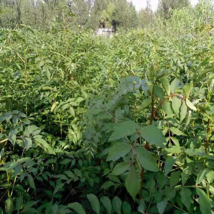 山東泰安花椒種子基地價(jià)格批發(fā)多少錢(qián) 無(wú)刺花椒籽 兩年生花椒苗，花椒高3~7米，蓬徑0.2， 誠(chéng)萱園藝