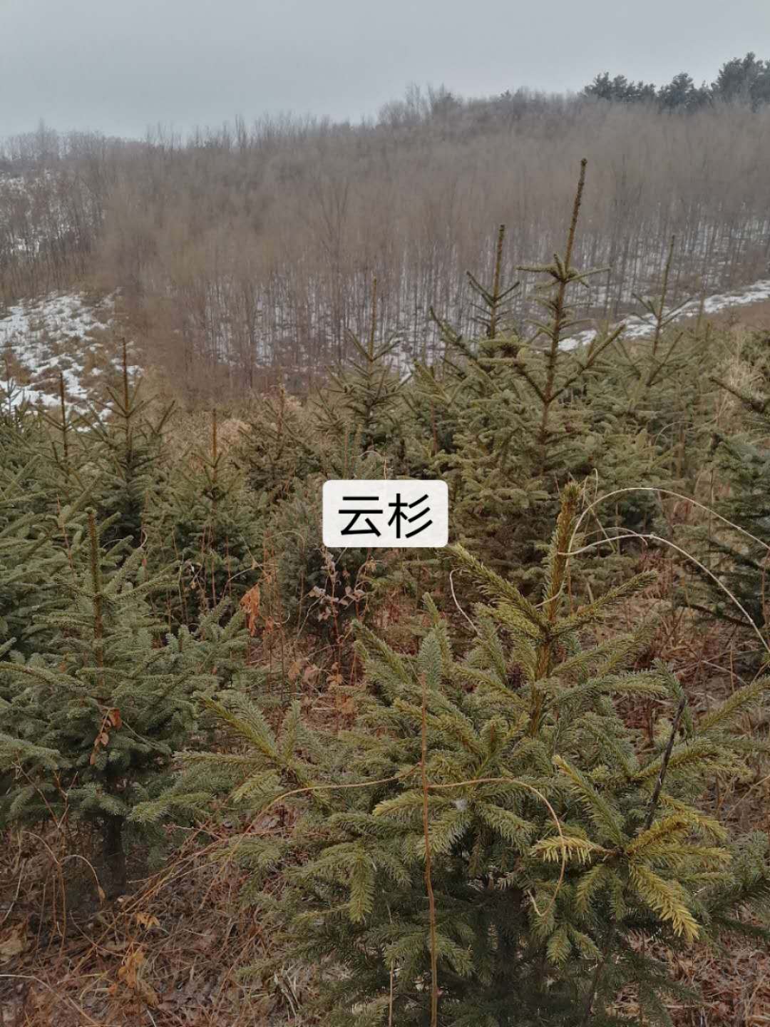 云杉報價表