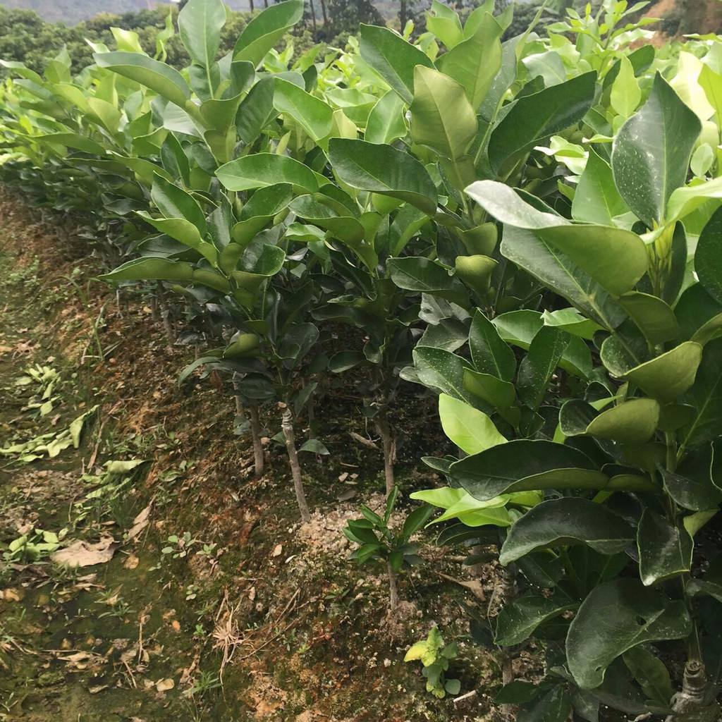 眉山柚子苗，眉山柚子苗批發(fā)，眉山柚子苗價(jià)格