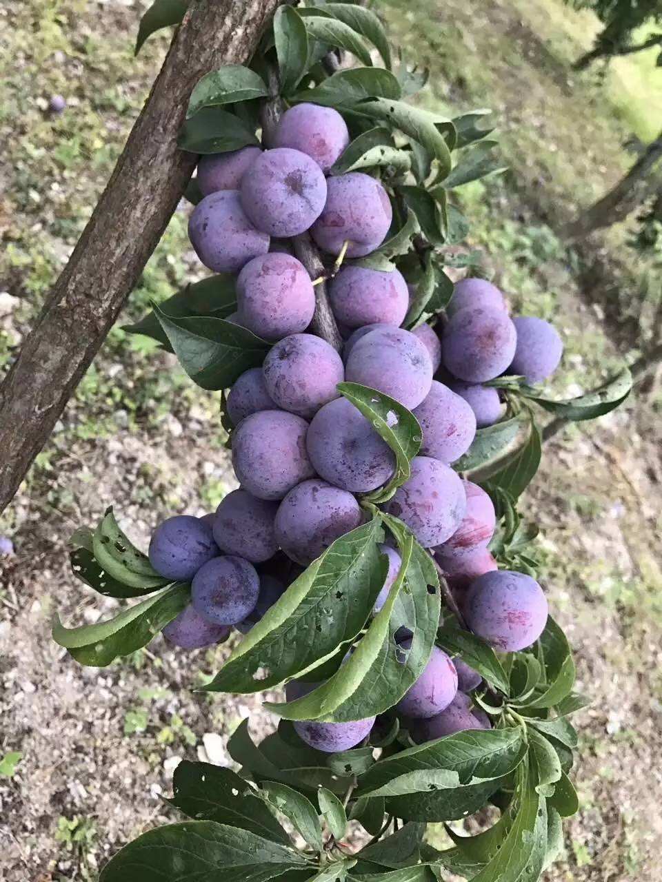 【圖】成都脆紅李苗批發(fā) 脆紅李苗價格便宜-簡陽市旭輝苗木有限公司