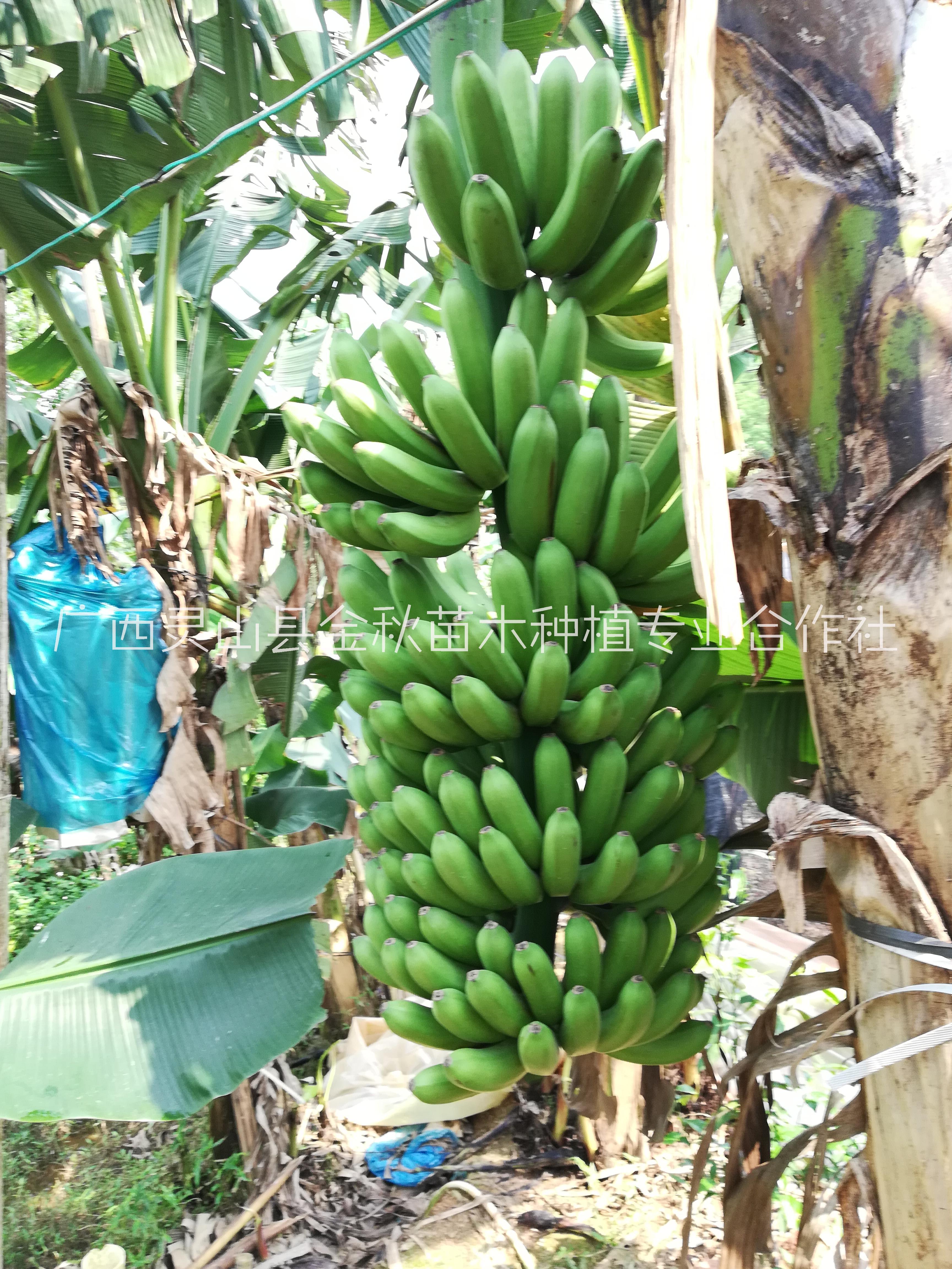 山東苗圃基地直銷威廉斯B6香蕉苗產(chǎn)地苗木果苗批發(fā)價(jià)格