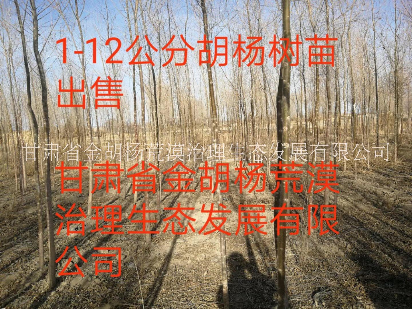 甘肅陜西青海寧夏新疆內(nèi)蒙古河北1-20cm胡楊樹苗出售價格多少錢哪里有賣