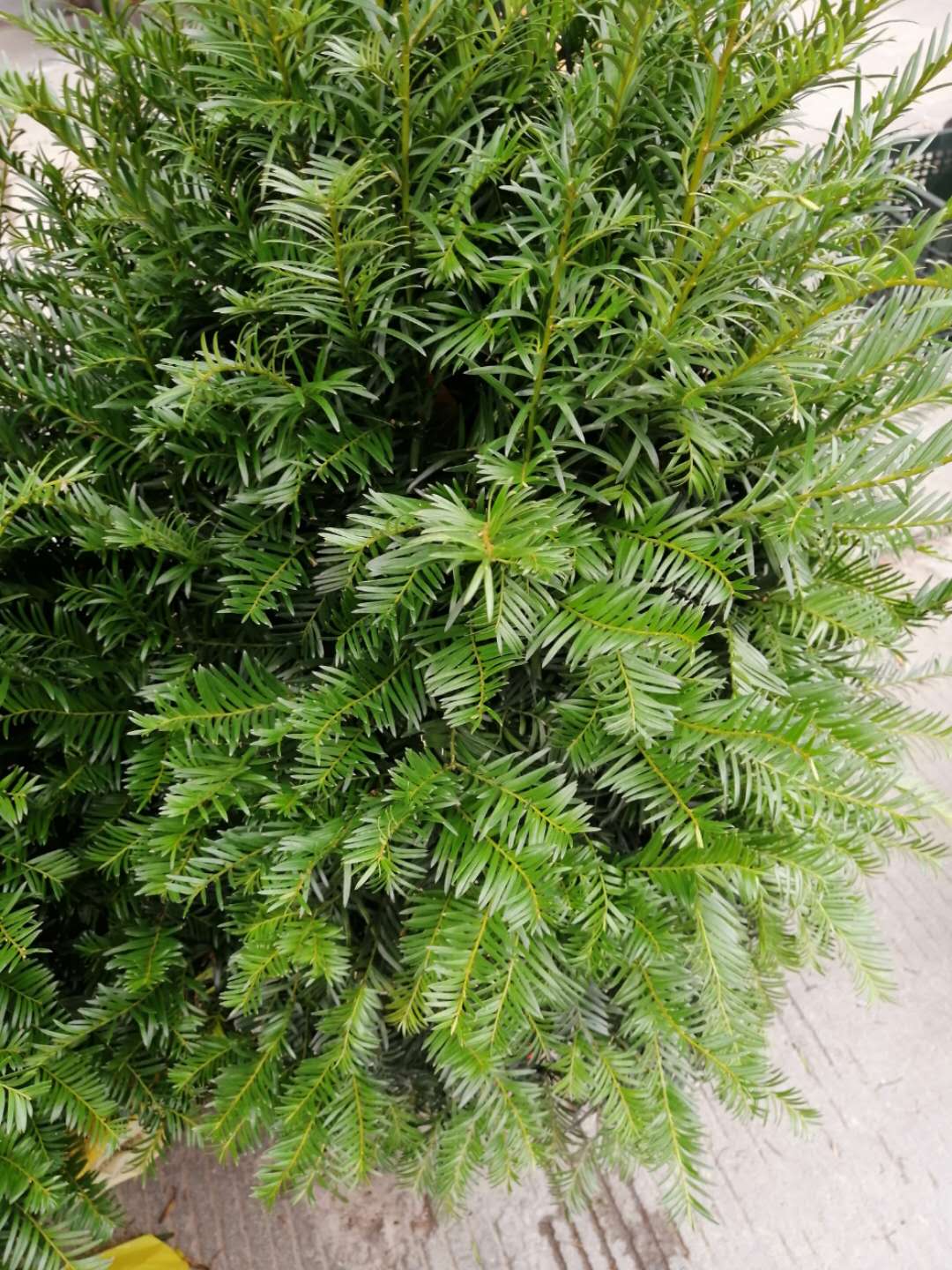 福州 供應(yīng)批發(fā)紅豆杉苗基地_紅豆杉哪家成活率高