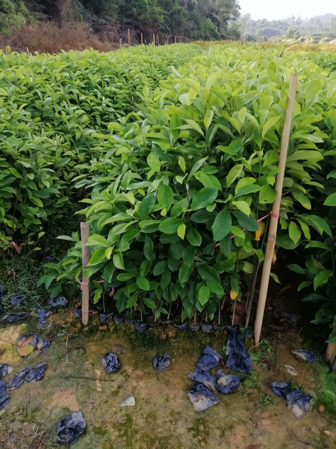 廣州市火力楠供應(yīng)商