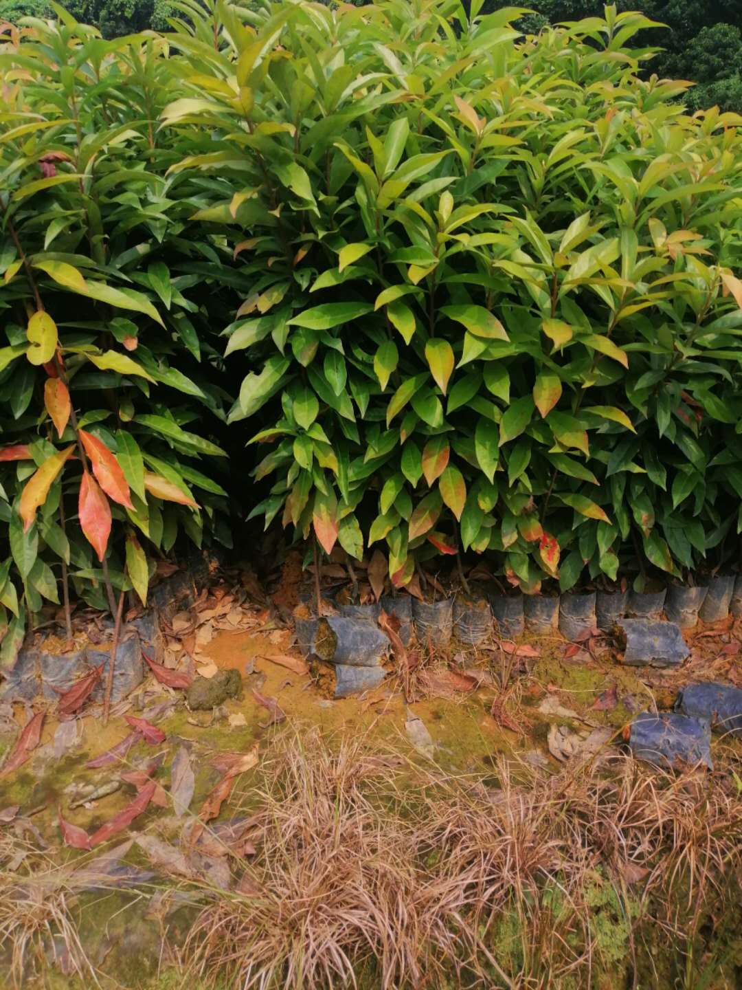 廣州市木荷