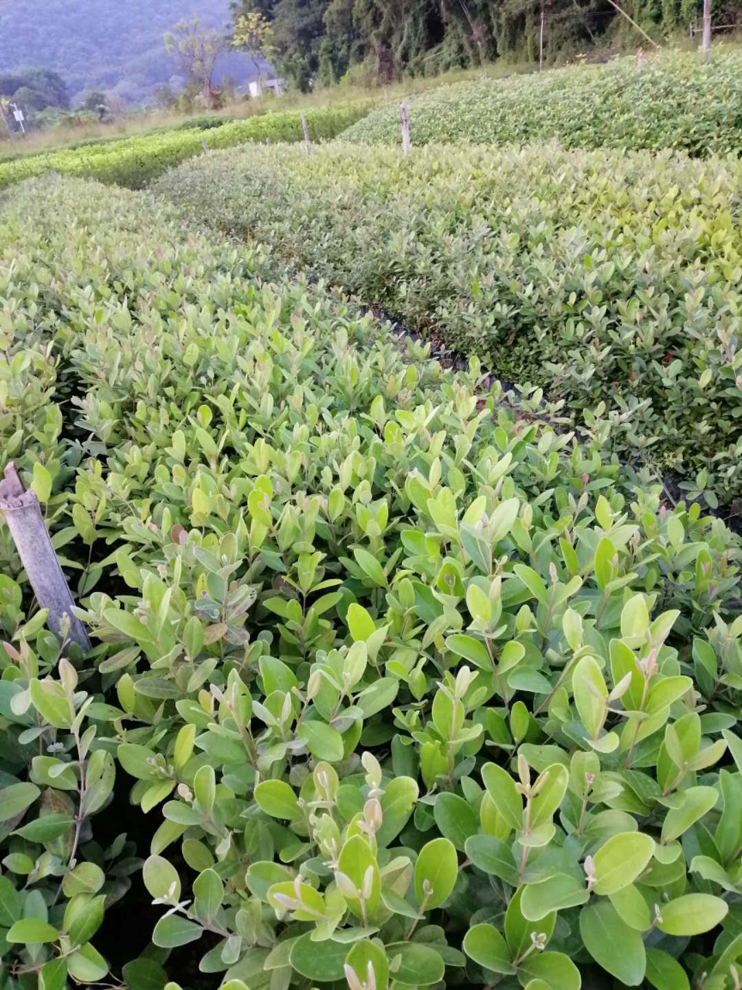 廣州市桃金娘批發(fā)商