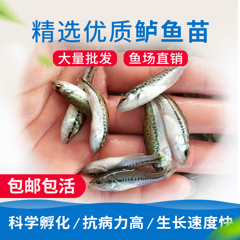 福建加州鱸魚苗養(yǎng)殖場批發(fā)價(jià)供應(yīng)商養(yǎng)殖基地多少錢哪里有