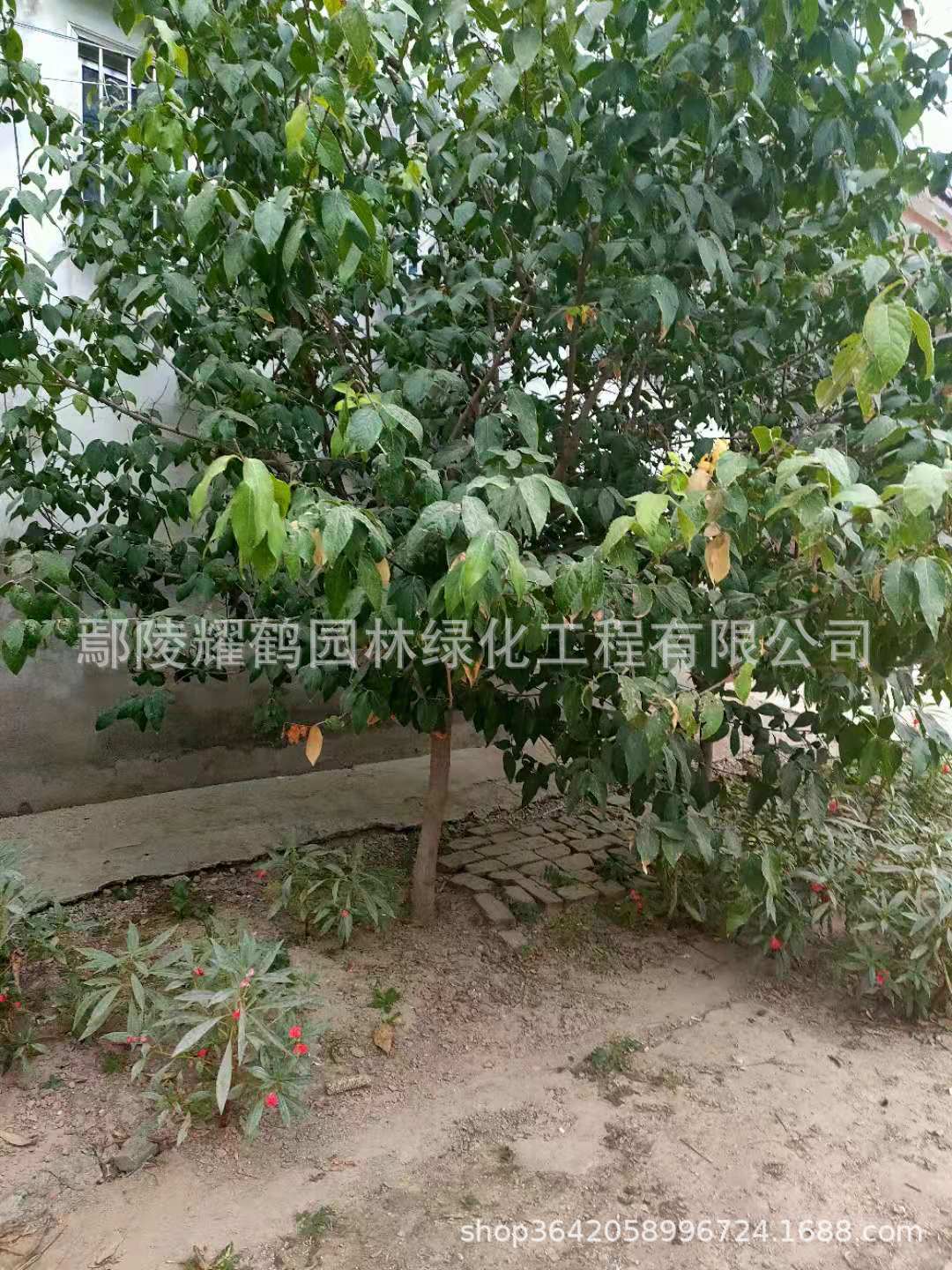 河南鄢陵臘梅基地，批發(fā)，價格，多少錢？哪里有賣？