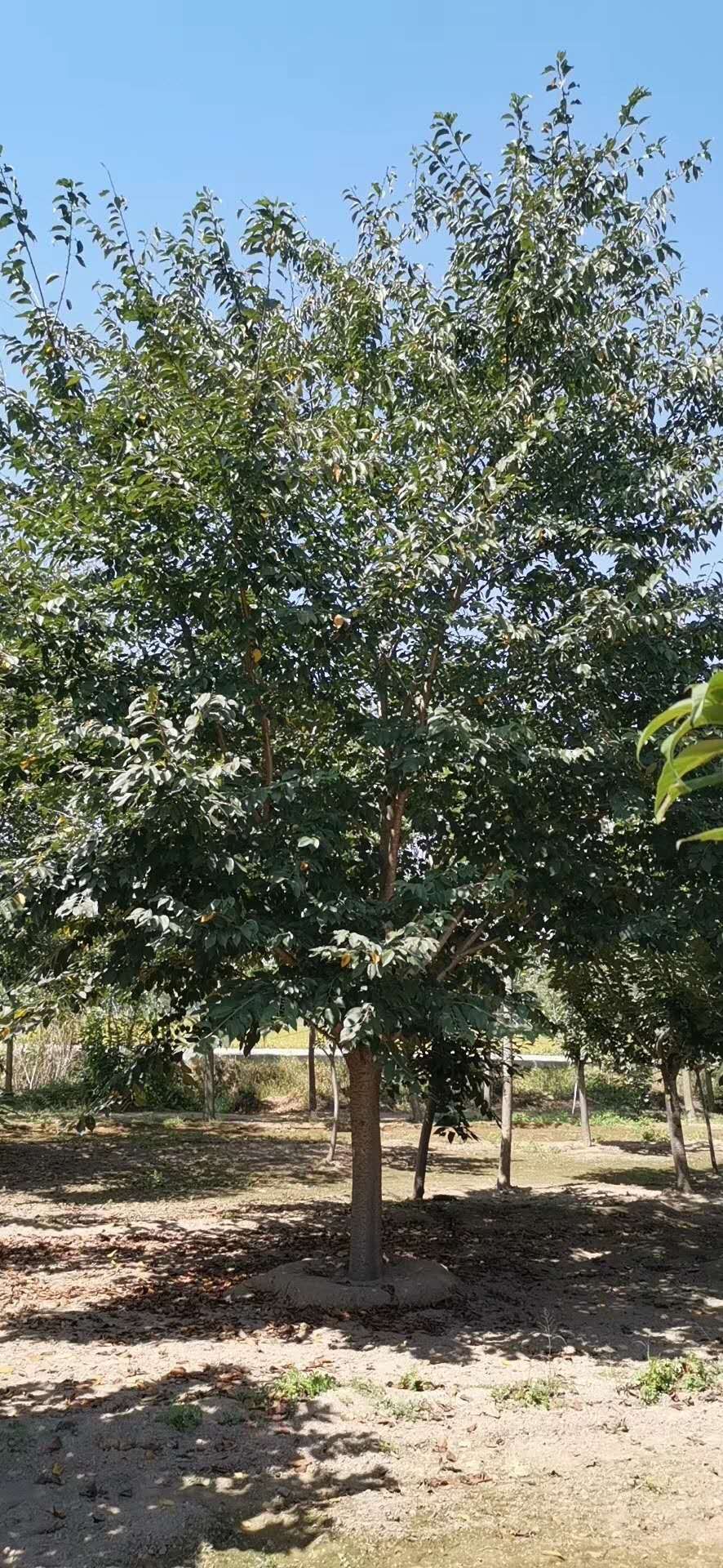 江蘇邳州2-15公分櫻花樹基地批發(fā)價格多少錢哪里有賣5~7~10公分， 14公分，13公分，鴻達誠信苗木