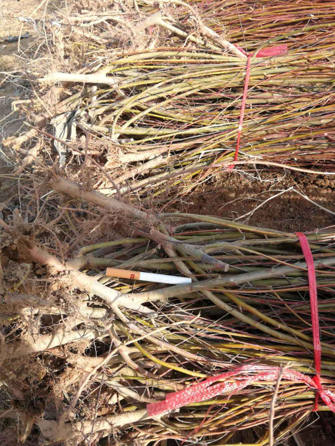 甘肅陜西青海寧夏新疆內(nèi)蒙古河北河南沙柳樹苗出售價格多少錢哪里有賣的貴不貴