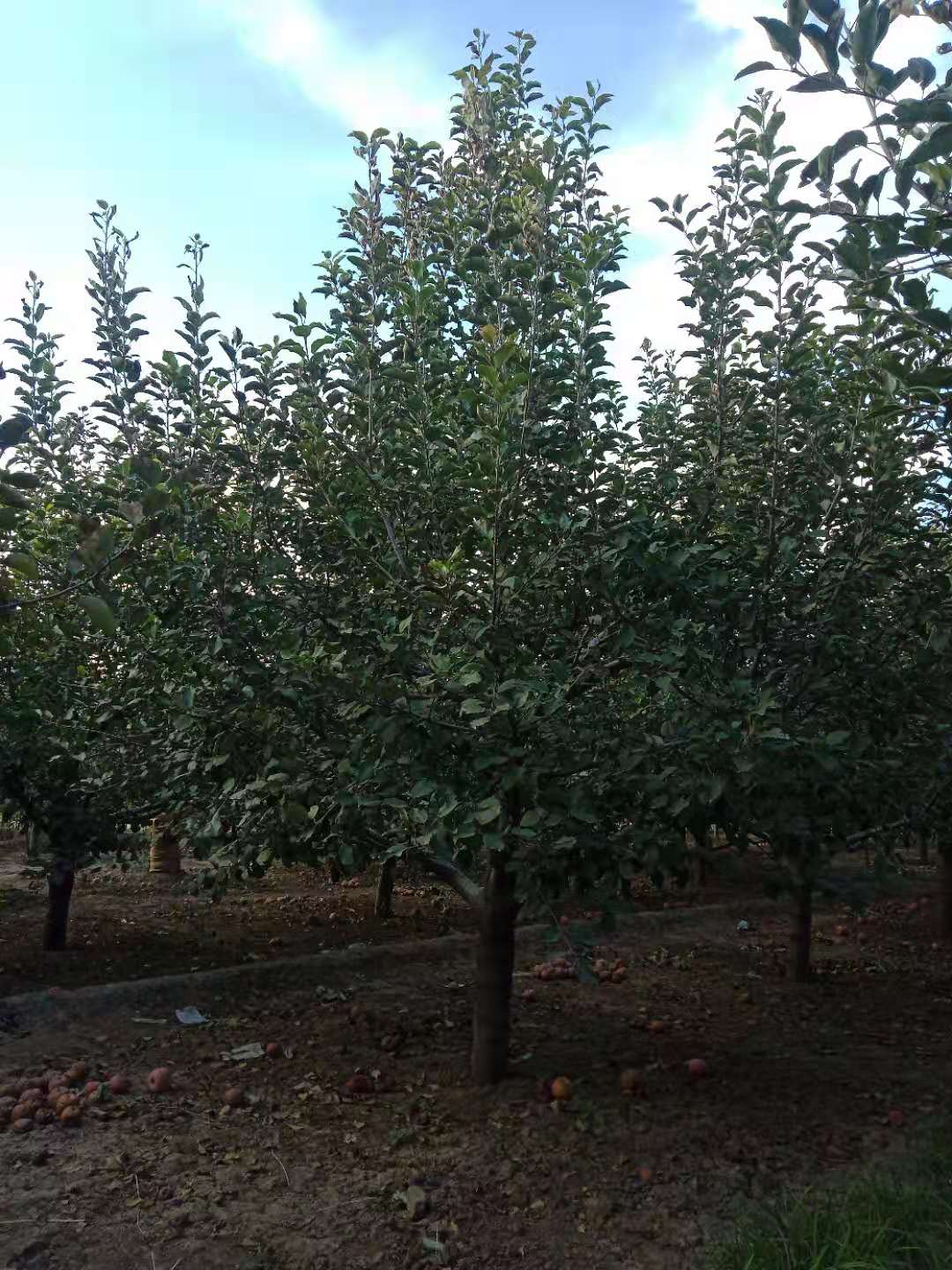 八棱海棠報(bào)價(jià)、批發(fā)價(jià)、供應(yīng)商