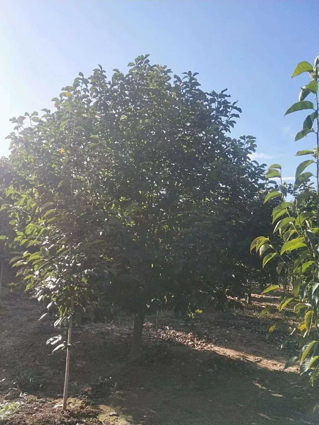 廣玉蘭樹苗種植基地哪家好、廣玉蘭樹苗批發(fā)多少錢一棵、供應廣玉蘭樹苗