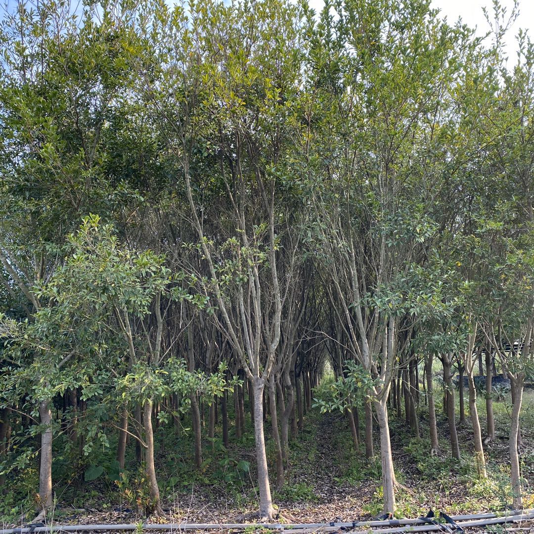 小葉紅皮榕樹苗批發(fā)價格