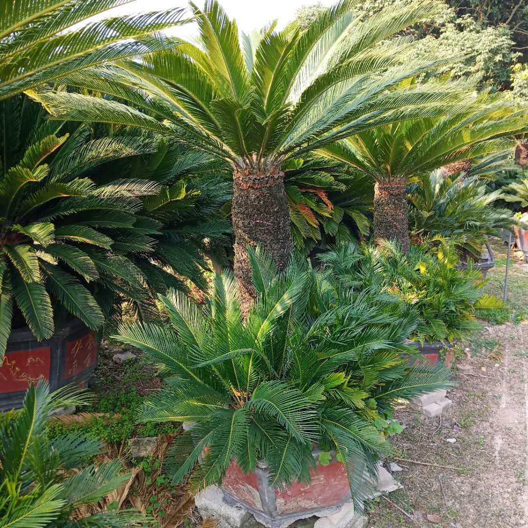 云南蘇鐵樹種植基地 批發(fā)市場(chǎng)