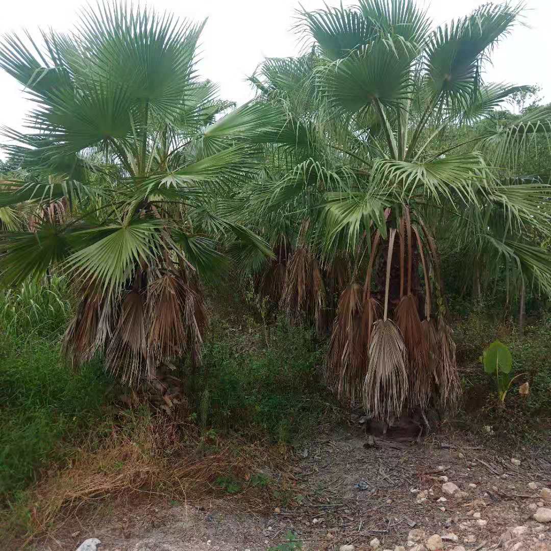 老人葵 老人葵批發(fā) 華棕 大量種植棕櫚樹(shù)