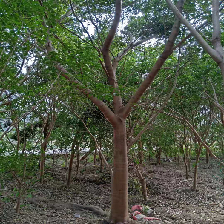 小葉紅皮榕樹苗批發(fā)價格