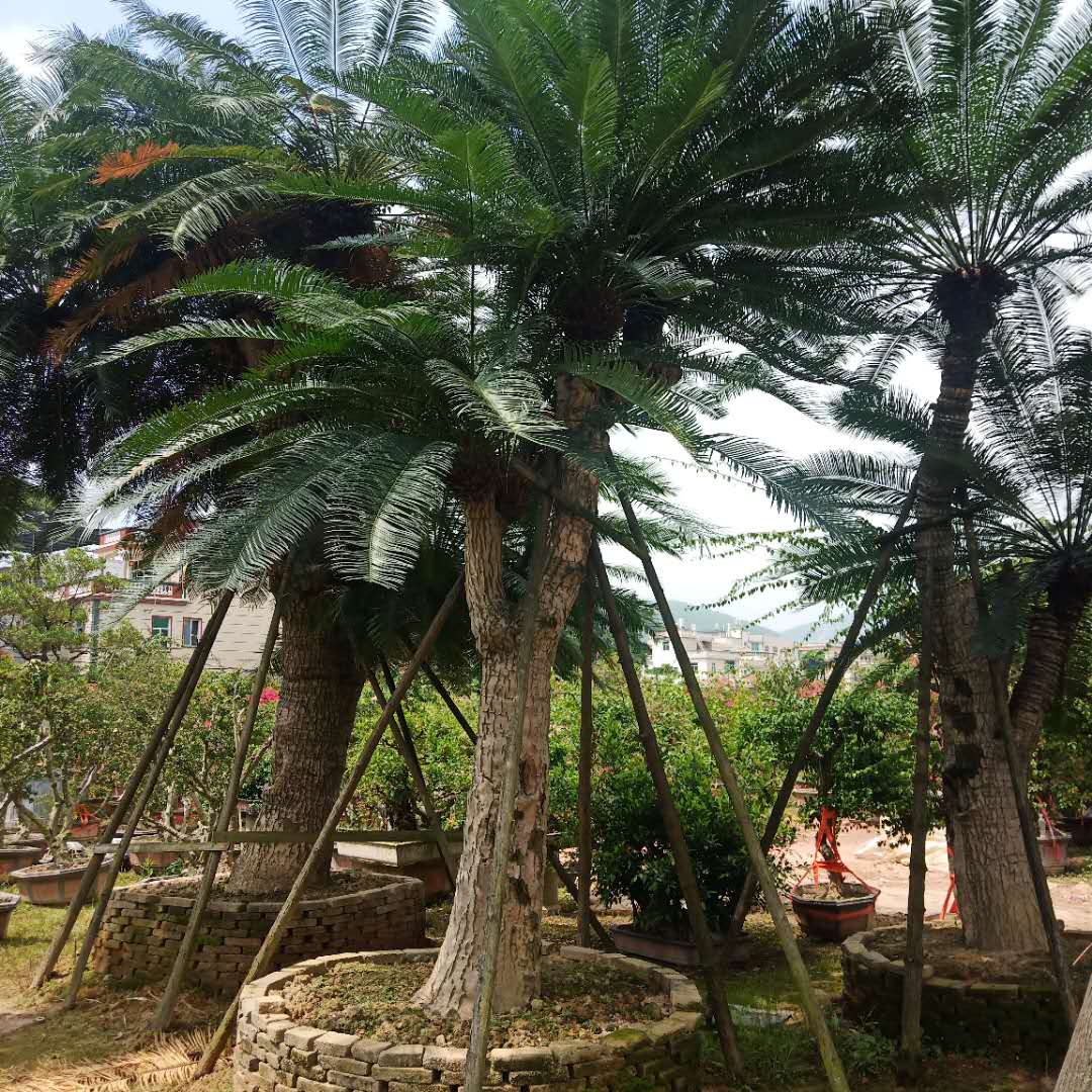 福建蓖齒蘇鐵 云南蘇鐵基地直銷 云南蘇鐵盆景價(jià)格