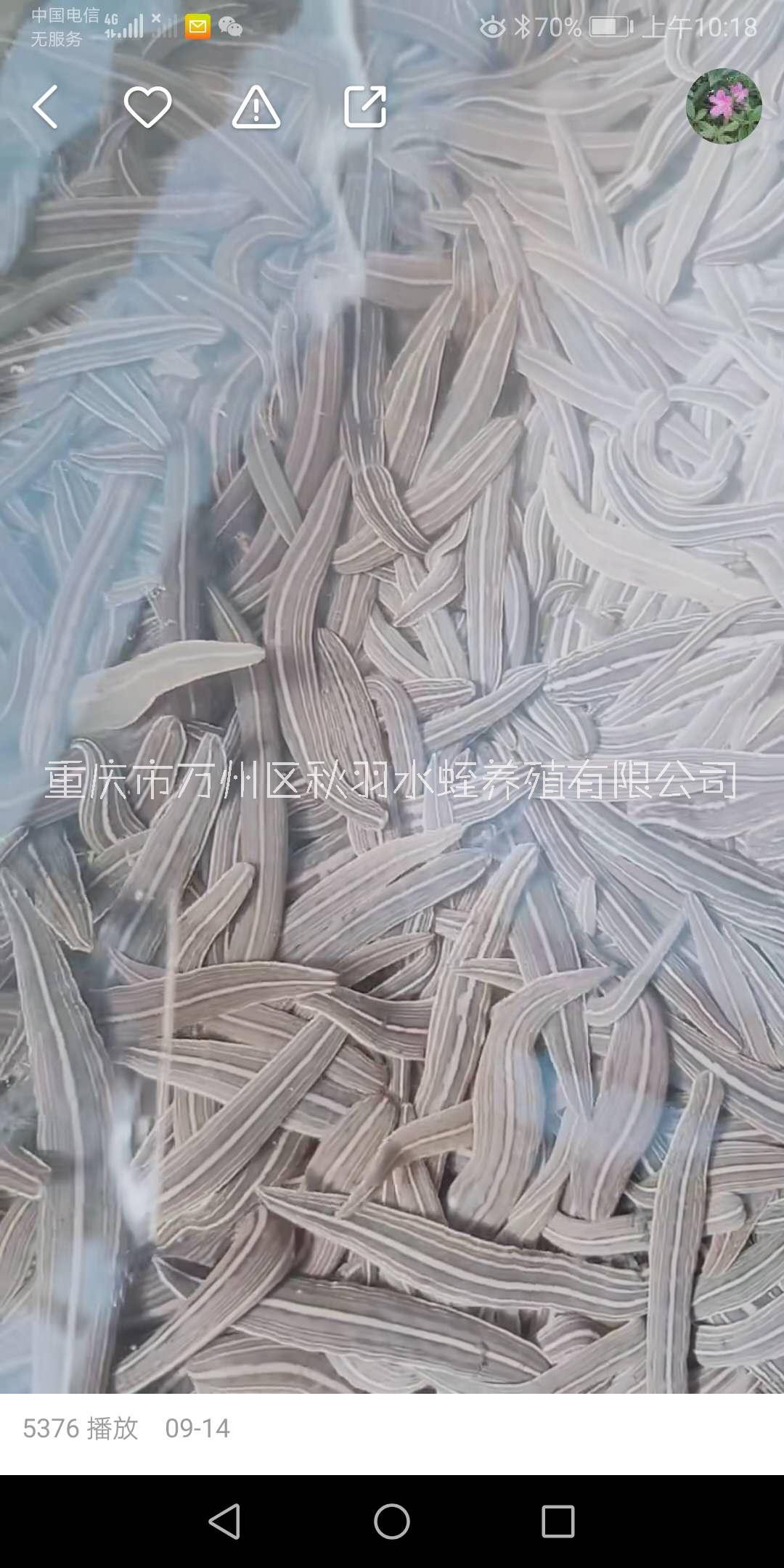 四川日本醫(yī)蛭價格、養(yǎng)殖、出售、價錢【重慶市萬州區(qū)秋羽水蛭養(yǎng)殖有限公司】