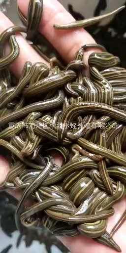 四川日本醫(yī)蛭價格、養(yǎng)殖、出售、價錢【重慶市萬州區(qū)秋羽水蛭養(yǎng)殖有限公司】