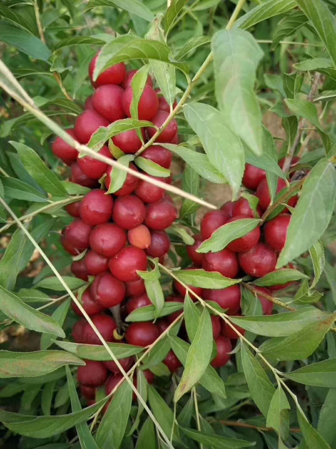 山東鈣果苗基地  全國鈣果苗種植基地批發(fā)鈣果苗果苗貨源【泰安芙柔娜苗木有限責(zé)任公司】