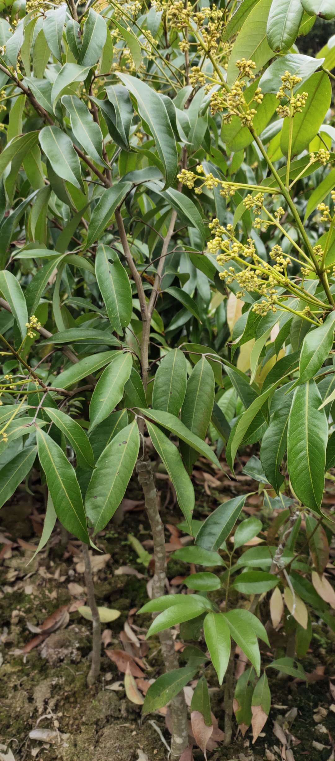 蓮霧苗價(jià)格、大量供應(yīng)、報(bào)價(jià)、基地出售【靈山縣那隆鎮(zhèn)悅悅果苗場(chǎng)】