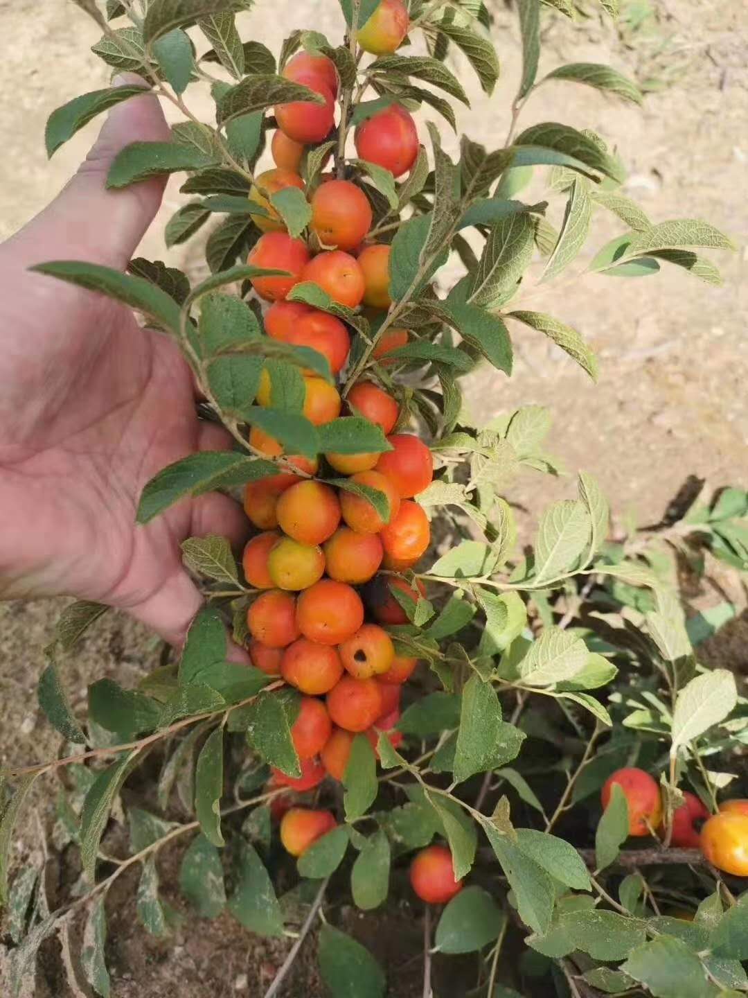 山東鈣果苗基地  全國鈣果苗種植基地批發(fā)鈣果苗果苗貨源【泰安芙柔娜苗木有限責(zé)任公司】