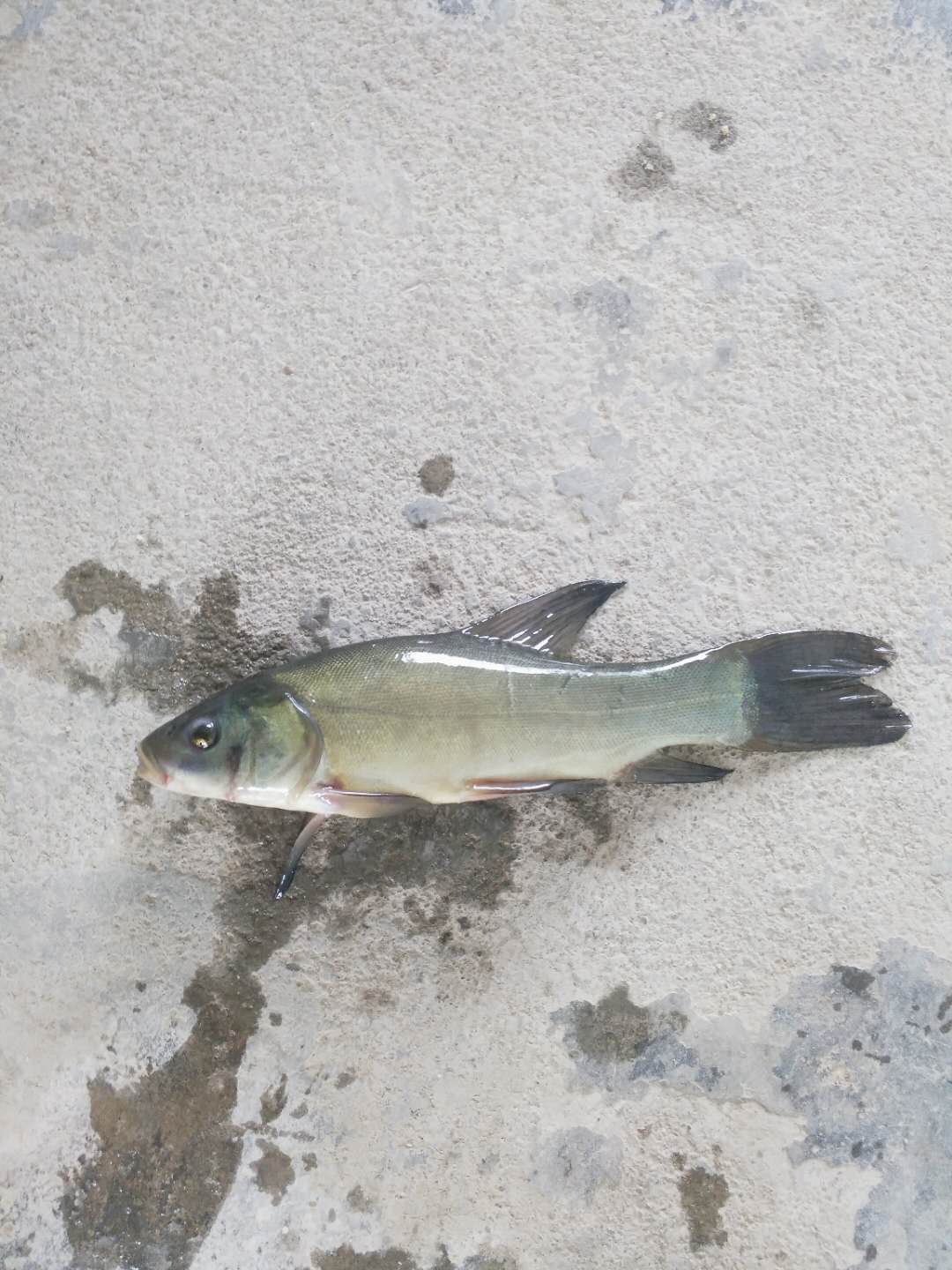 廣州羅非魚苗批發(fā) 羅非魚苗養(yǎng)殖廠家 羅非魚苗報價