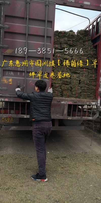 訂購草皮請您實(shí)地考察買得放心：東莞市石排鎮(zhèn)綠茵緣草皮基地‖馬尼拉草坪草皮、暖季型、規(guī)格22cm
