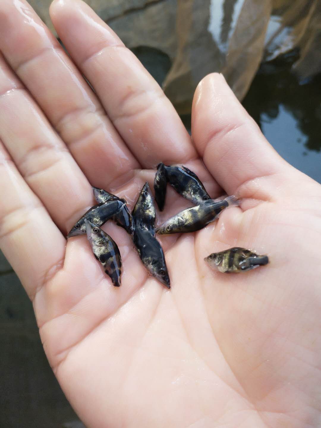 桂花魚苗養(yǎng)殖場 廣州桂花魚苗廠家 桂花魚苗批發(fā)商