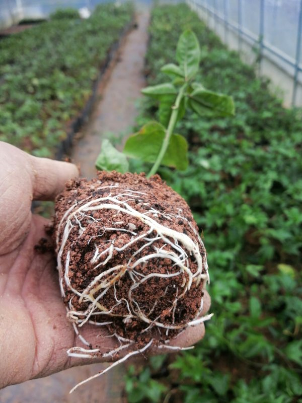 黃金百香果苗 果樹(shù)苗種植基地直銷 百香果苗批發(fā)